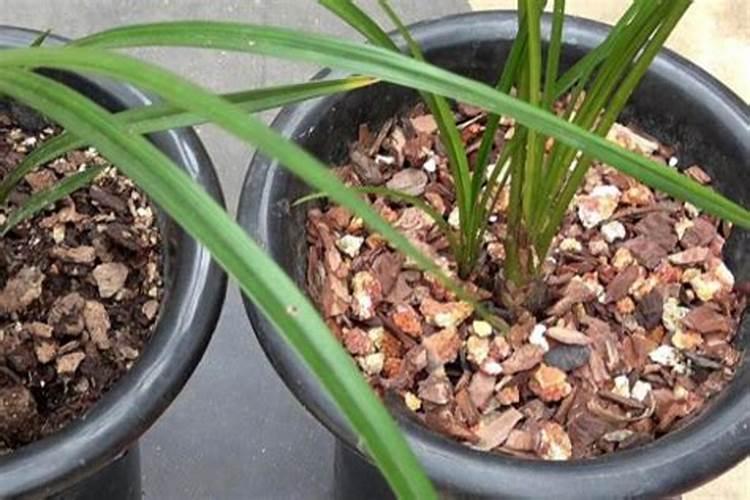 新栽兰花叶面可以喷水吗(新上盆兰花能每天喷洒水吗)