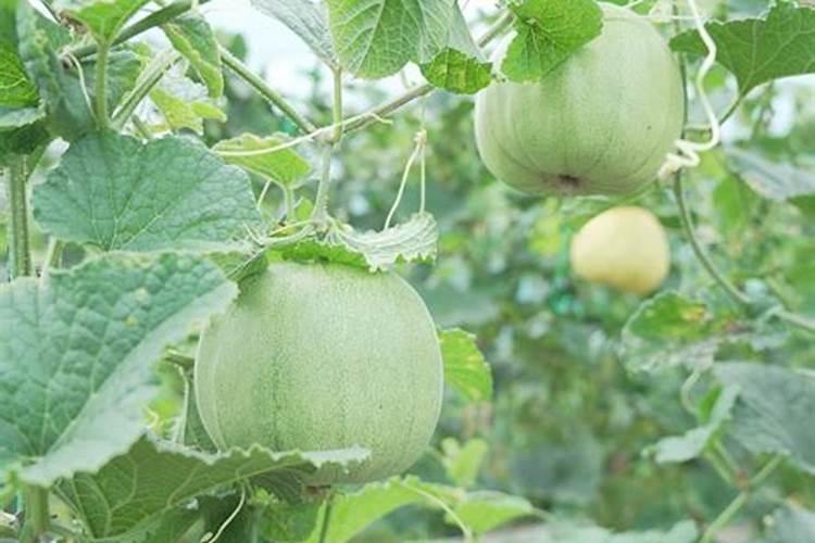 香瓜增甜剂是什么