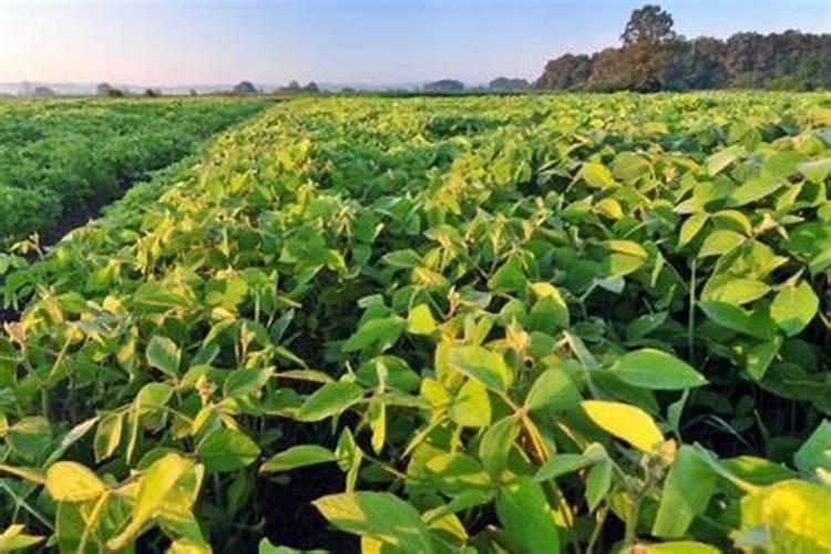 钾肥是什么肥料 植物缺少钾肥会怎么样