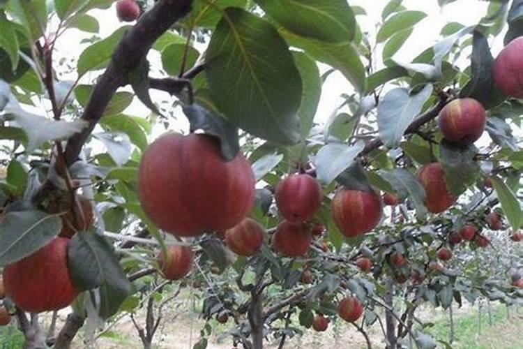 红香酥梨树8月份怎样管理,快卖了。