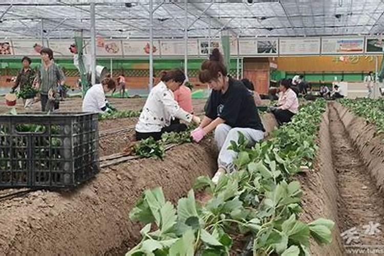 甜宝草莓苗种植后如何追肥管理？