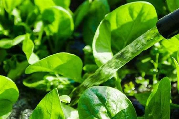 菠菜施加哪种肥料能促使其快速生长