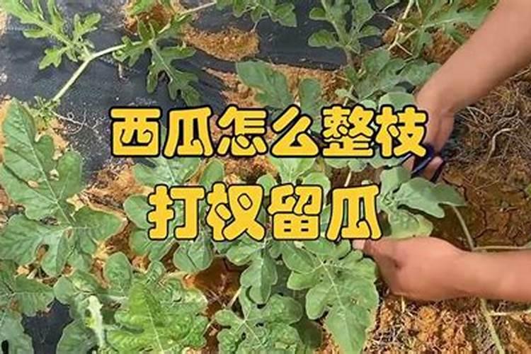 西瓜如何整枝打杈留瓜,西瓜用什么肥料增甜