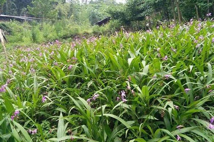 白芨用什么肥料最好