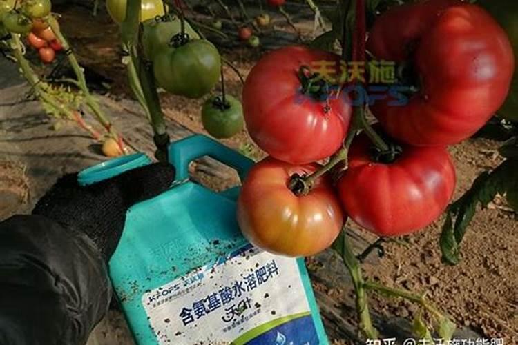 西红柿施肥的正确方法 有哪些原则和禁忌