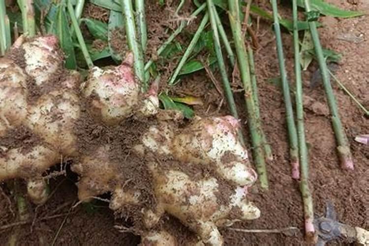 生姜用哪种水溶肥效果好？生姜什么时候用肥比较好？