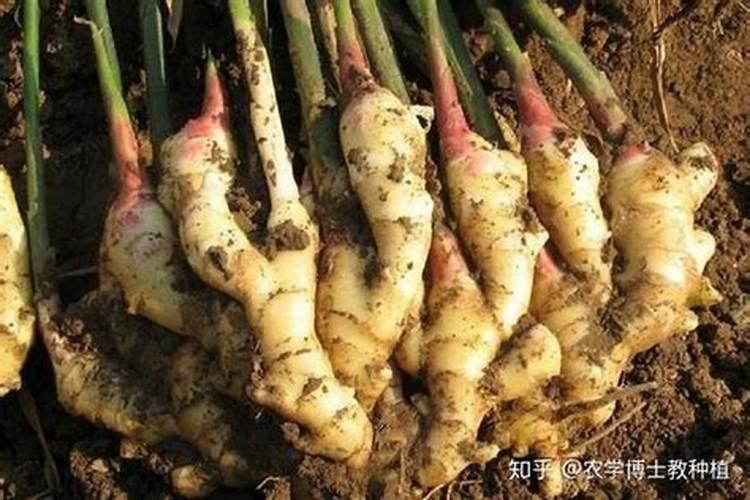 最适宜姜的肥料是