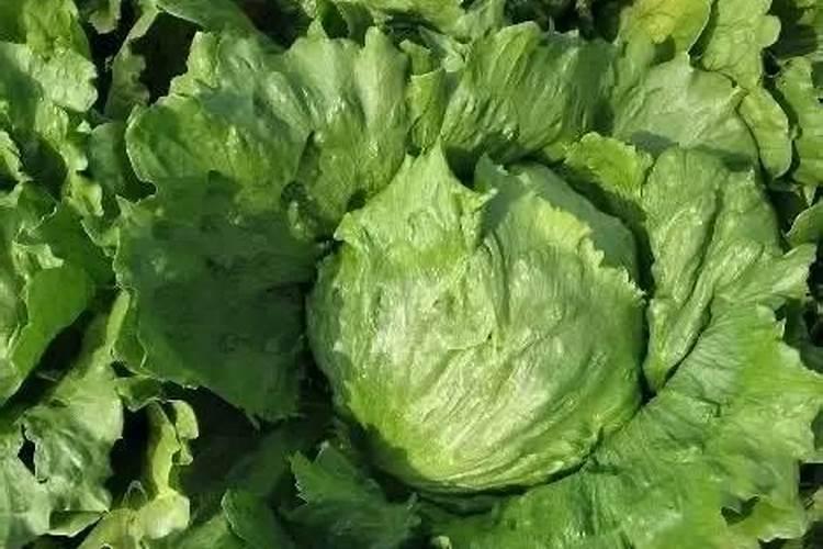 生菜肥料施用的技巧