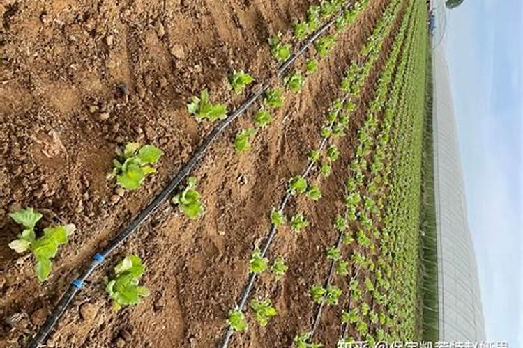 圆生菜需要追什么肥料