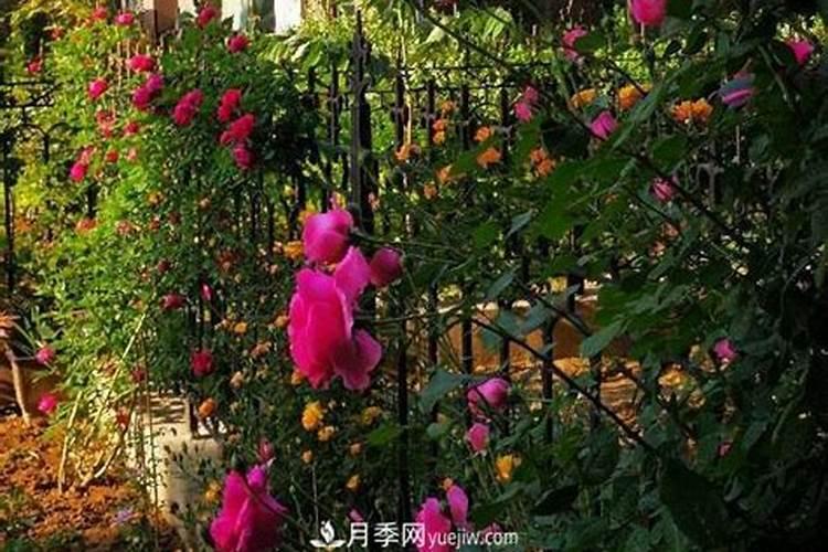 月季花施肥方法怎样给月季花施肥