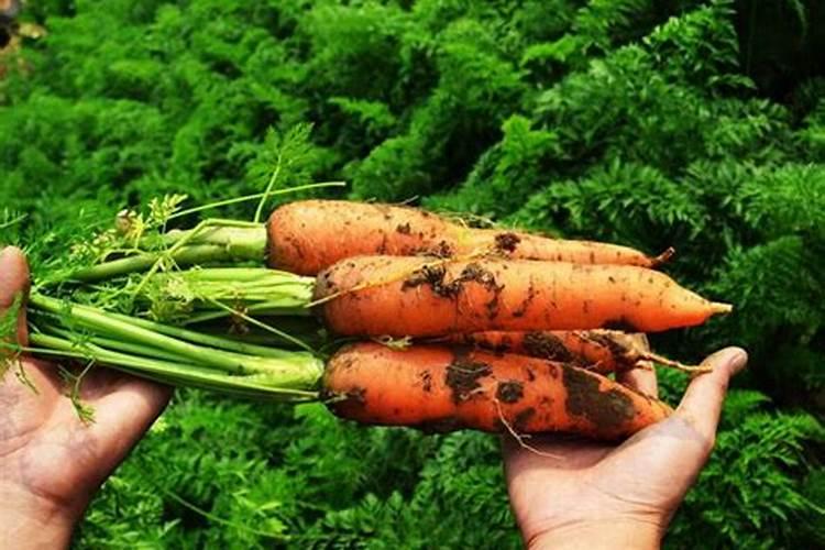 葫芦需要什么肥料 叶面肥使用最佳时间