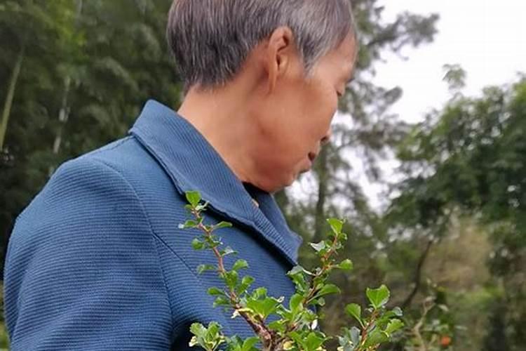 日本长寿梅盆景的养护