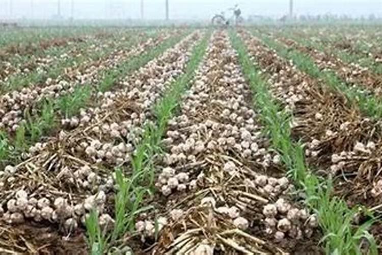 蒜的种植方法和施肥