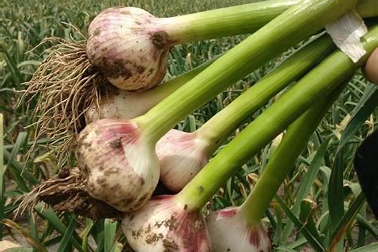 大蒜的种植方法及季节