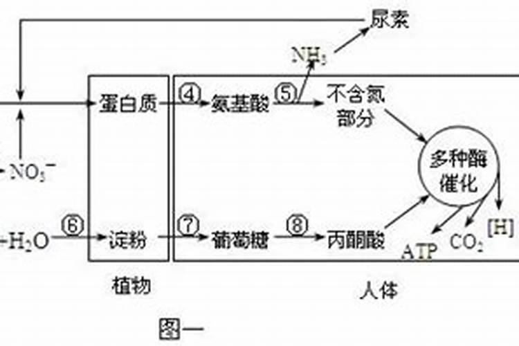 氨基酸肥料要如何介绍
