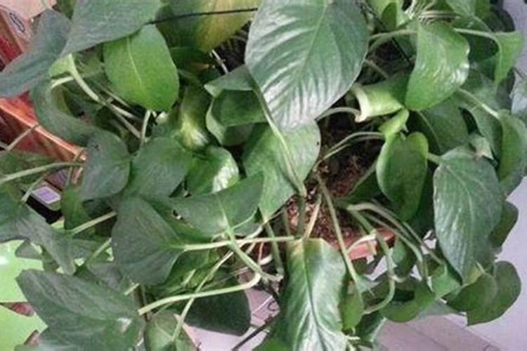 绿植佛手肥害后叶子干桔黄还有救吗？