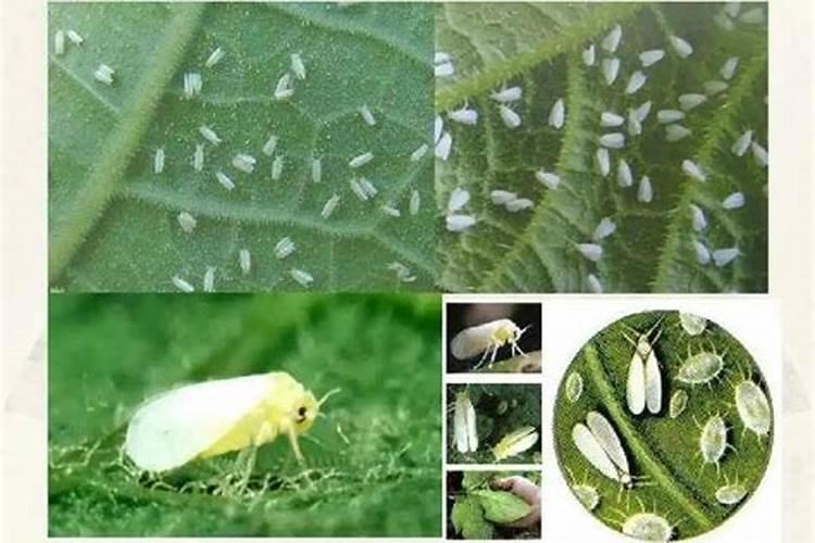 南方露地甜瓜白粉虱如何防治？