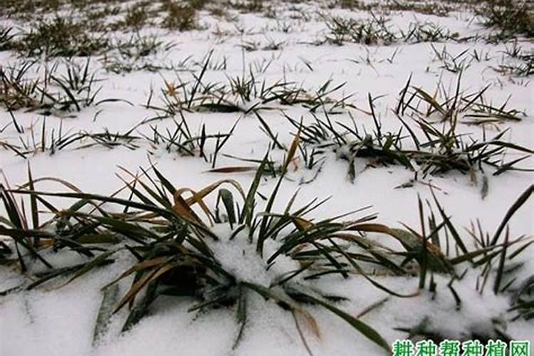 小麦遭遇倒春寒冻害