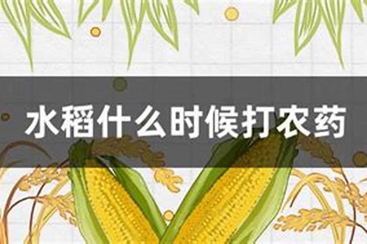 水稻齐穗后喷施含氮水溶肥有什么影响