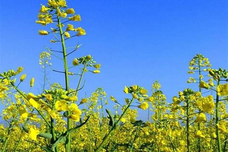 油菜叶面喷施硼肥的最佳时间