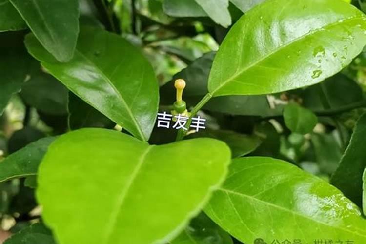 果树什么时候施肥最好？