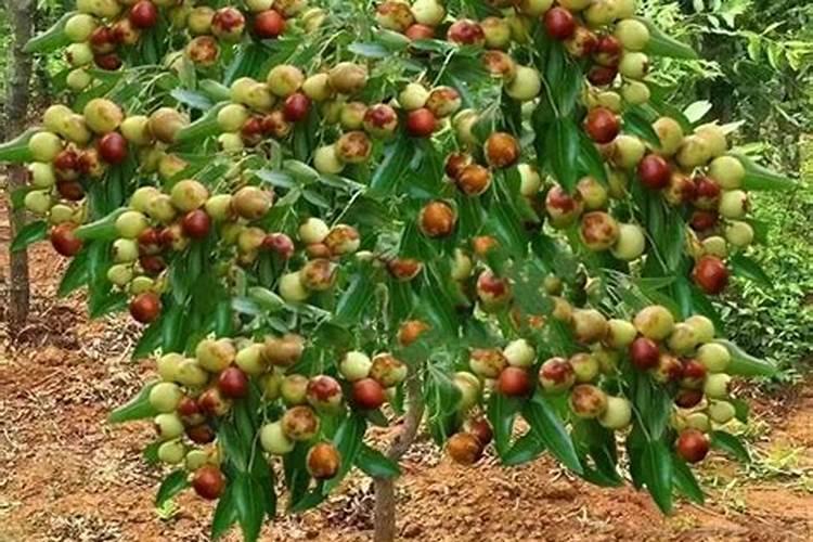 冬枣用什么叶面肥好？冬枣什么时候打叶面肥？冬枣增大增甜防裂用金泰靓...