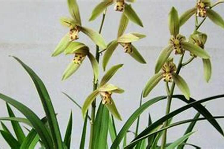 兰草花的种植需要什么肥料 种植兰草花用哪些肥料好