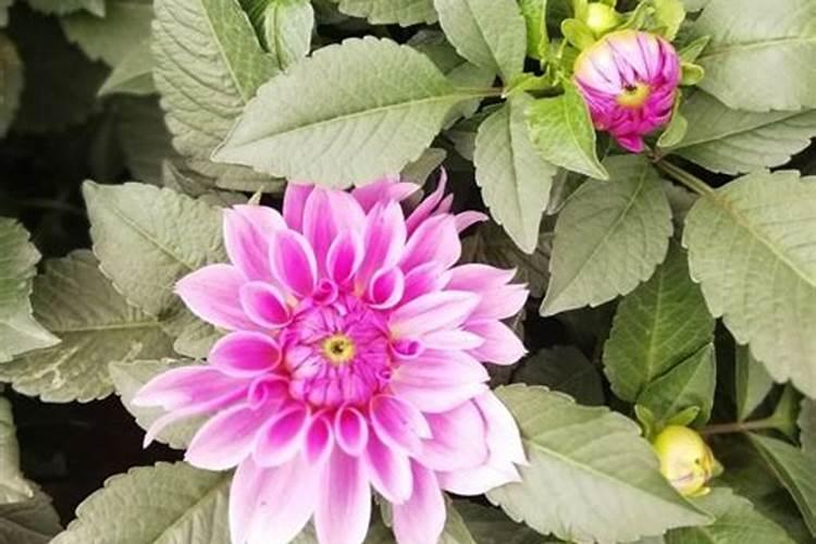大丽花花期施什么肥料最好