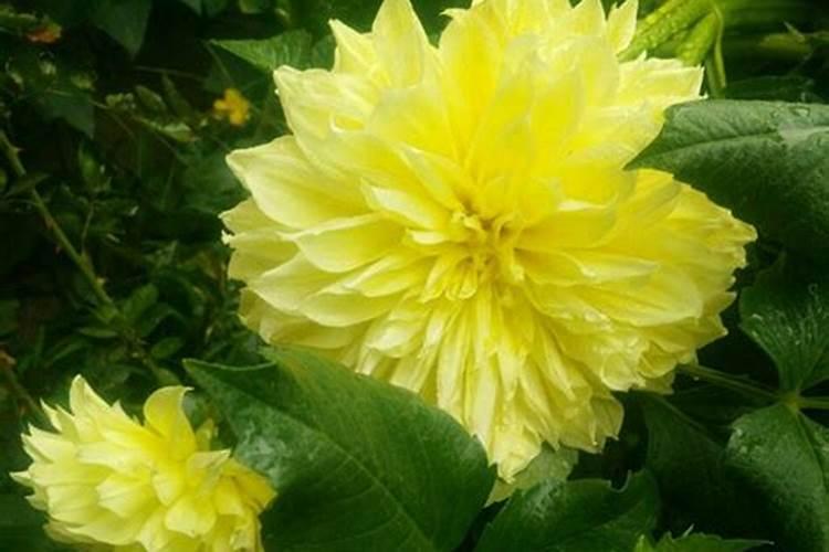 大丽花花期施什么肥料最好