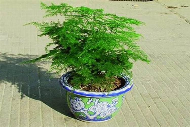 文竹浇什么肥料最好呢