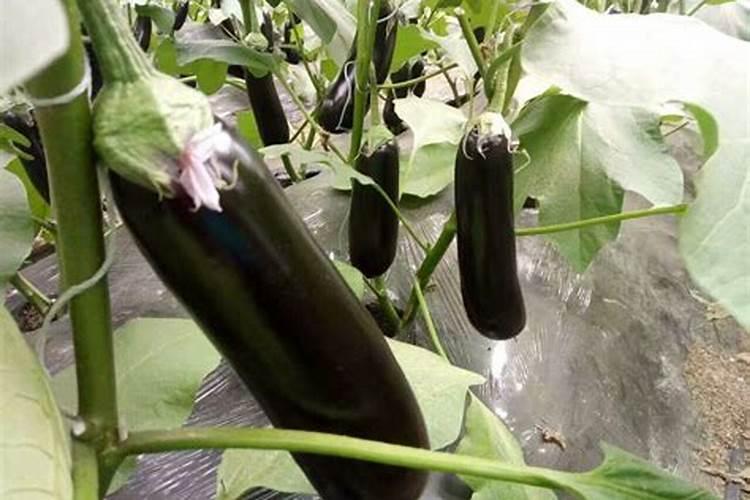 茄子黄萎病打什么药