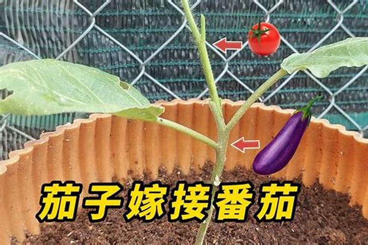 茄子的黄萎病用啥药管用？