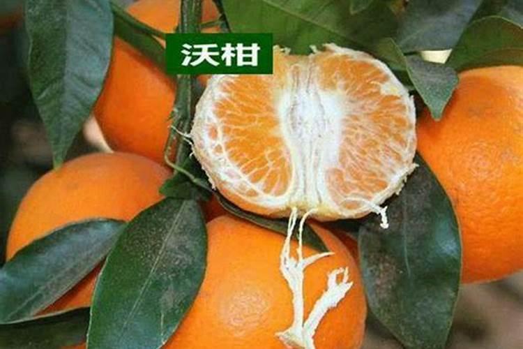 柑橘苗叶面肥施药方法 柑橘专用叶面肥应该如何施用