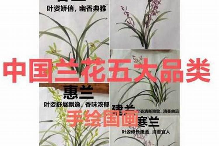 兰草花施什么肥料