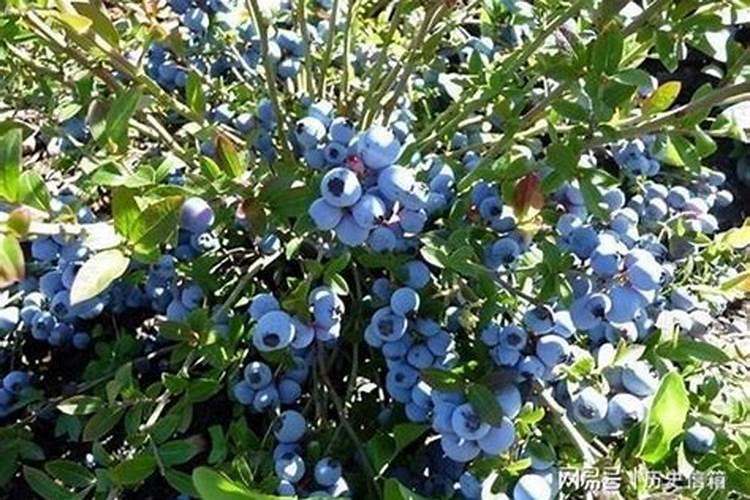 蓝莓怎么施肥 蓝莓如何施肥