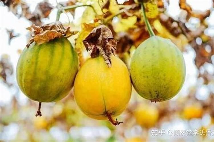 瓜蒌授粉率低怎么办？