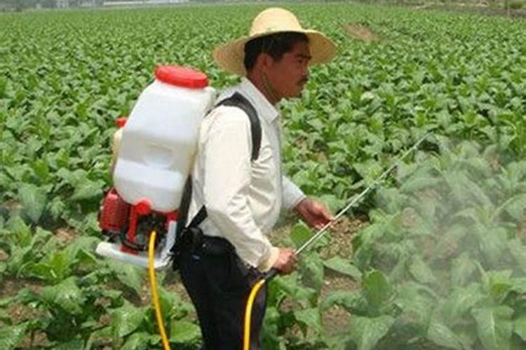 蔬菜怎么施肥 夏季蔬菜施肥的方法
