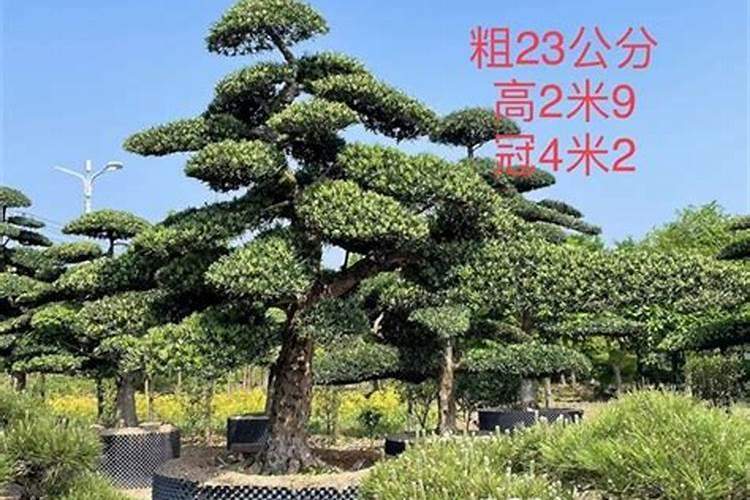 罗汉松移植后多久施肥 罗汉松移栽后何时施肥最合适？
