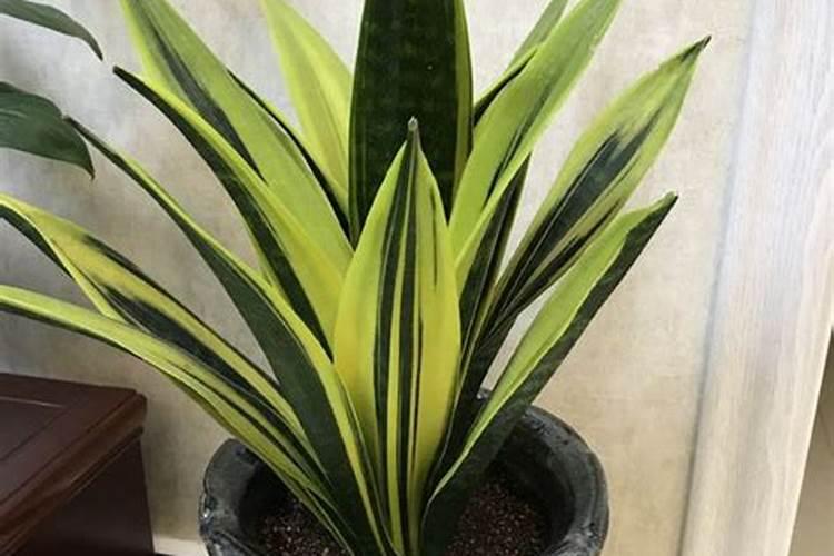 虎皮兰施什么肥好