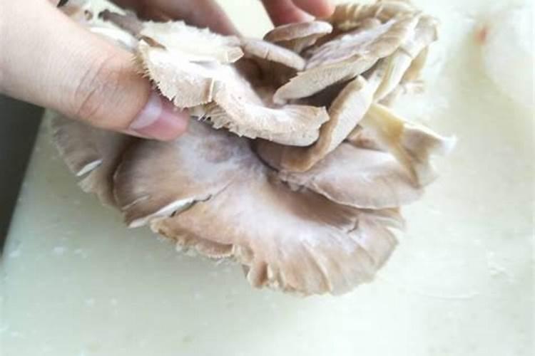 平菇怎么拌料