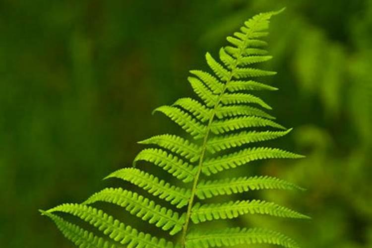 蕨类植物要怎样施肥？