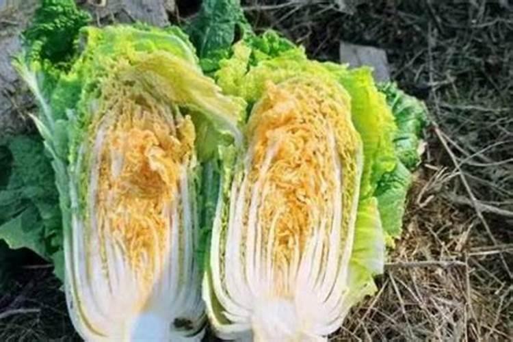 大白菜怎么追肥