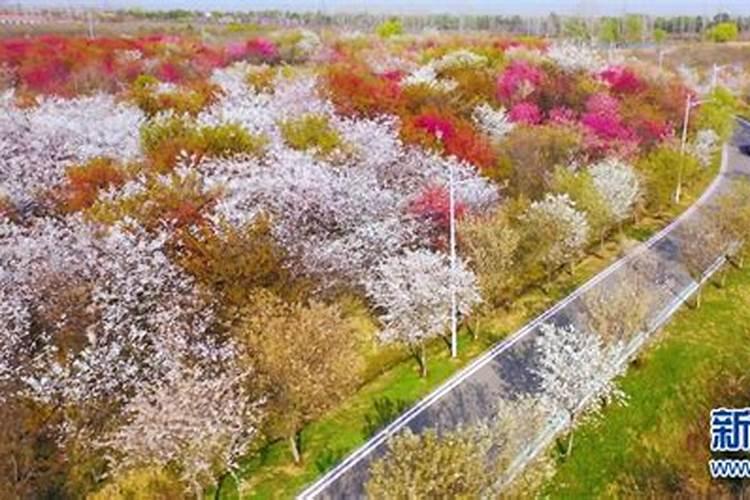 樱桃树花期叶面肥和蜂蜜水能混打吗？
