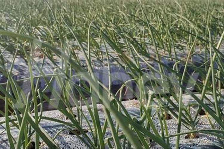 青岛海瑞斯水溶肥怎么样