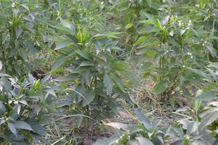 朝天椒有哪些种植技巧？农户如何提高朝天椒的质量？