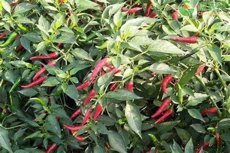 朝天椒被称为“辣椒皇后”,种植时如何提高产量呢？