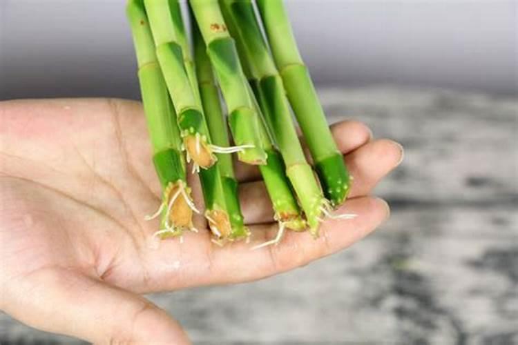 水培节节高叶子泛黄了怎么办