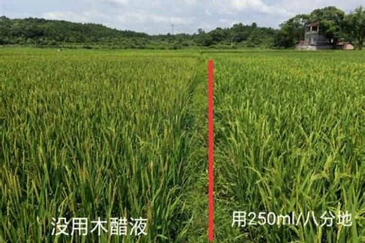 醋当叶面肥的效果怎么样白醋做叶面肥的比例是多少