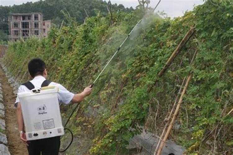 番石榴的种植技术？种植番石榴有前景嘛吗？