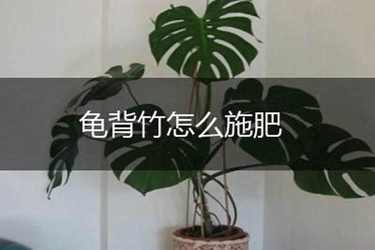 水溶肥哪个品牌好
